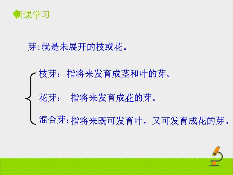 山东省惠民县皂户李镇中学济南版八年级上册生物课件：4.1.6《芽的类型和发育》 (共22张PPT)05