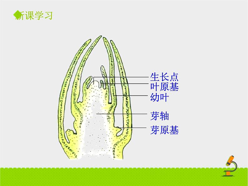 山东省惠民县皂户李镇中学济南版八年级上册生物课件：4.1.6《芽的类型和发育》 (共22张PPT)07