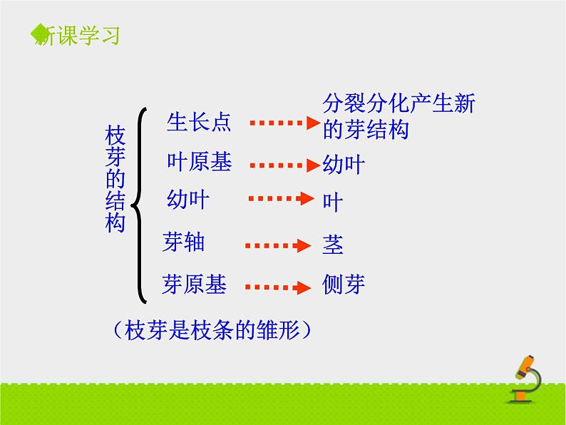 山东省惠民县皂户李镇中学济南版八年级上册生物课件：4.1.6《芽的类型和发育》 (共22张PPT)08