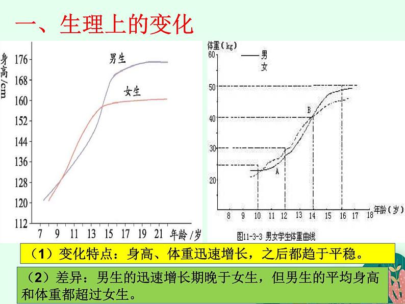 青春期发育PPT课件免费下载05