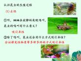 昆虫的生殖和发育PPT课件免费下载
