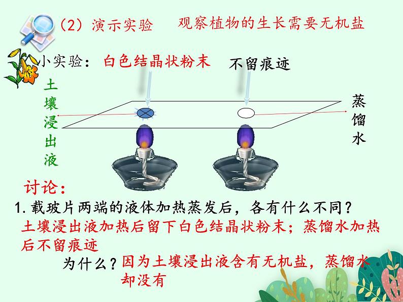 根的结构与功能PPT课件免费下载06