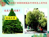 2021-2022学年初中生物 济南版 八年级上册 4.1.6 芽的类型和发育（第二课时） 同步课件