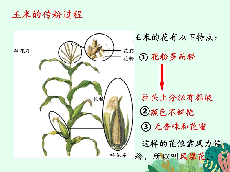 传粉与受精PPT课件免费下载08