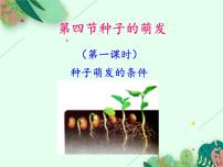 生物第四节 种子的萌发多媒体教学ppt课件