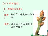 2021-2022学年初中生物 济南版 八年级上册 4.1.6 芽的类型和发育（第一课时） 同步课件