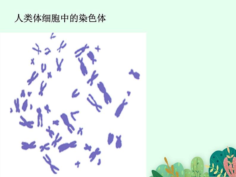 2021-2022学年初中生物 济南版 八年级上册 4.4.3 人类染色体与性别决定 同步课件第3页