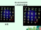 人类染色体与性别决定PPT课件免费下载