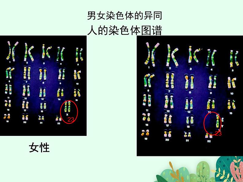 2021-2022学年初中生物 济南版 八年级上册 4.4.3 人类染色体与性别决定 同步课件第4页