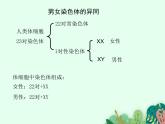 人类染色体与性别决定PPT课件免费下载
