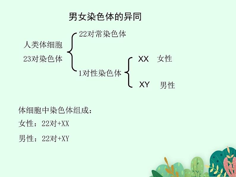 2021-2022学年初中生物 济南版 八年级上册 4.4.3 人类染色体与性别决定 同步课件第5页