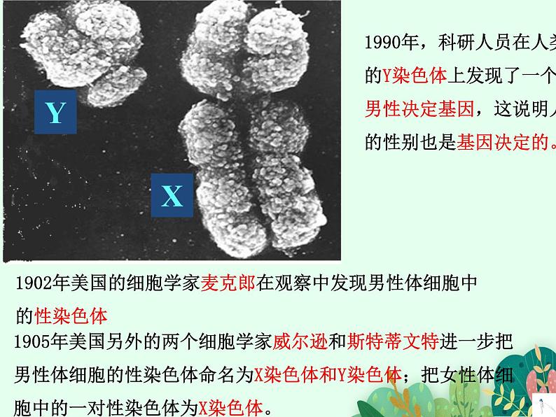 2021-2022学年初中生物 济南版 八年级上册 4.4.3 人类染色体与性别决定 同步课件第6页