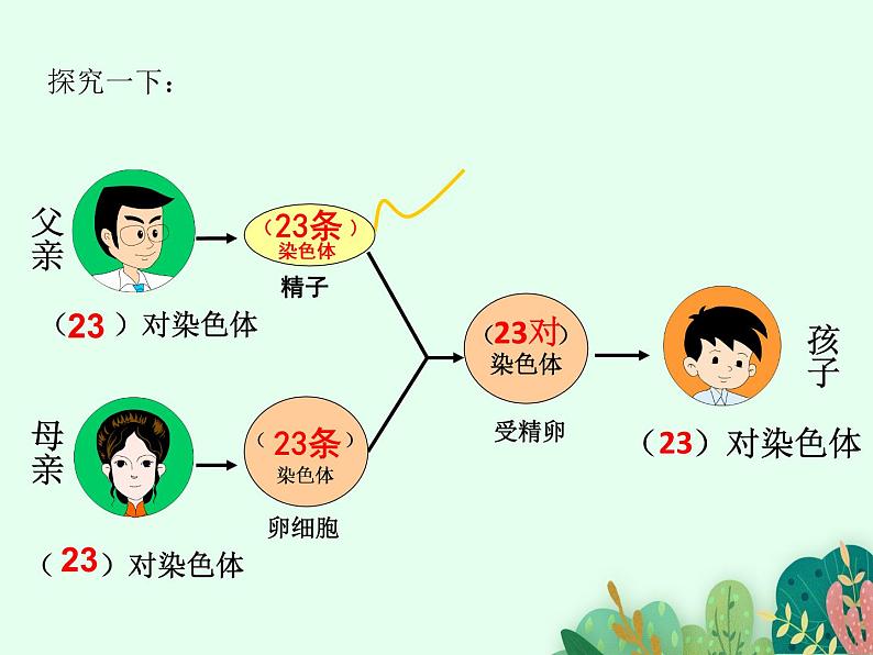 2021-2022学年初中生物 济南版 八年级上册 4.4.3 人类染色体与性别决定 同步课件第7页