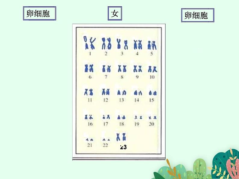 2021-2022学年初中生物 济南版 八年级上册 4.4.3 人类染色体与性别决定 同步课件第8页