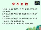 种子的萌发PPT课件免费下载