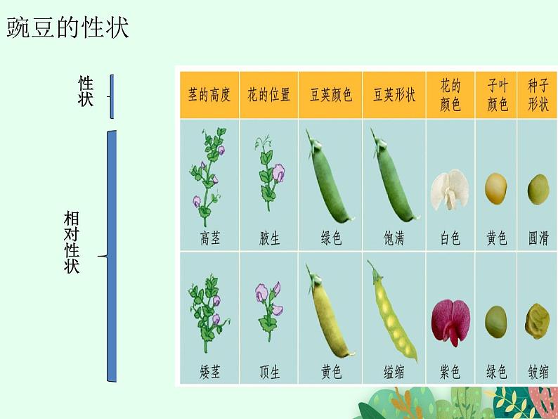 性状的遗传PPT课件免费下载06