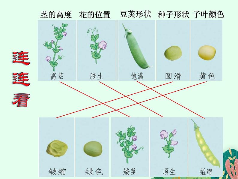 性状的遗传PPT课件免费下载07