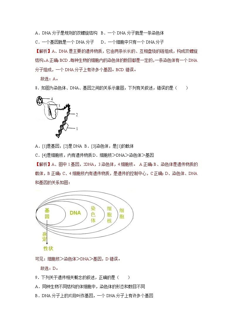 2021-2022学年初中生物济南版 八年级上册 4.4.1 遗传的物质基础 同步练习03