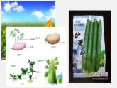 初中生物人教版八年级下册 7.1.1 植物的生殖（课件）(共35张PPT)