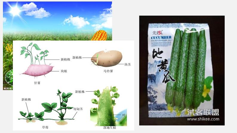 初中生物人教版八年级下册 7.1.1 植物的生殖（课件）(共35张PPT)第3页