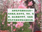 初中生物人教版八年级下册 7.1.1 植物的生殖（课件）(共35张PPT)