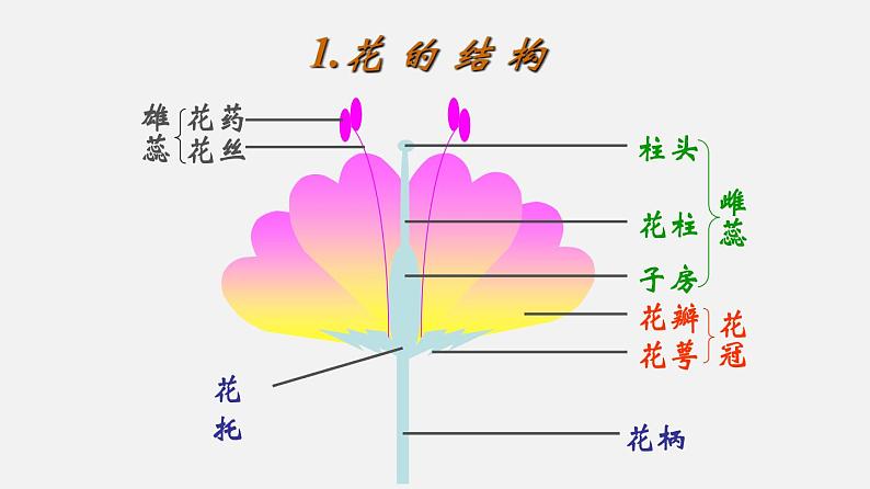 初中生物人教版八年级下册 7.1.1 植物的生殖（课件）(共35张PPT)第7页