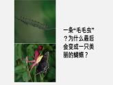 初中生物人教版八年级下册 7.1.2 昆虫的生殖和发育（课件）(共22张PPT)