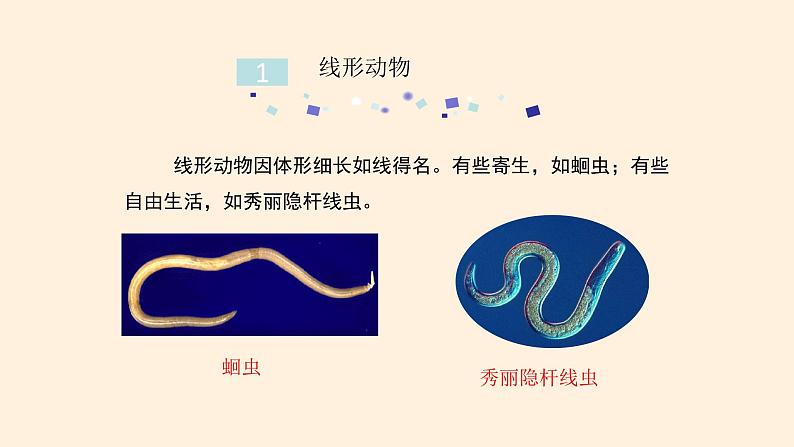 7.1.2 线形动物和环节动物（课时2）课件 初中生物鲁科版（五四制） 八年级上册（2021年）05