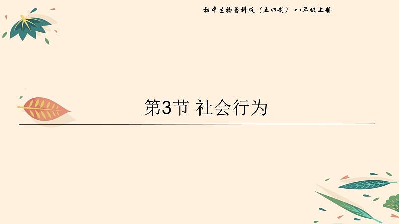 7.2.3 社会行为 课件 初中生物鲁科版（五四制） 八年级上册（2021年）01