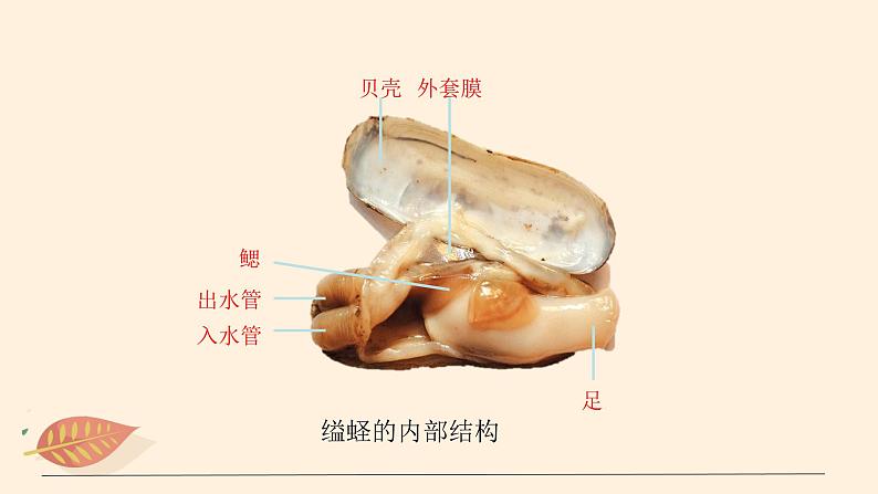 7.1.3 软体动物和节肢动物（课时1）课件 初中生物鲁科版（五四制） 八年级上册（2021年）07