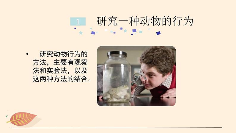 7.2.2 先天性行为和学习行为（课时2） 课件 初中生物鲁科版（五四制） 八年级上册（2021年）05