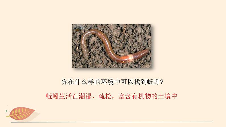 7.1.2 线形动物和环节动物（课时1）课件 初中生物鲁科版（五四制） 八年级上册（2021年）06