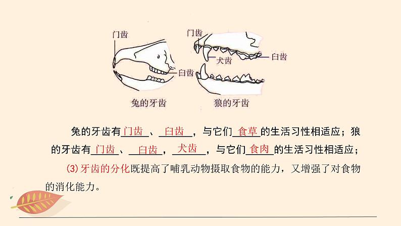 哺乳类PPT课件免费下载07