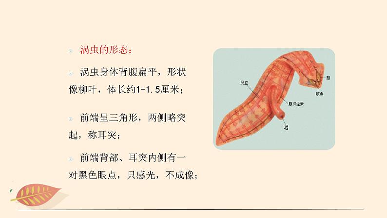 7.1.1 腔肠动物和扁形动物（课时2）课件 初中生物鲁科版（五四制） 八年级上册（2021年）第6页