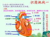 2021-2022学年初中生物鲁科版（五四制） 七年级上册 4.4.3 物质运输的途径 课件