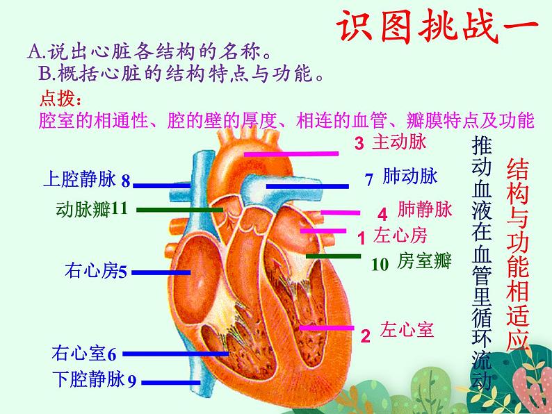 2021-2022学年初中生物鲁科版（五四制） 七年级上册 4.4.3 物质运输的途径 课件第5页