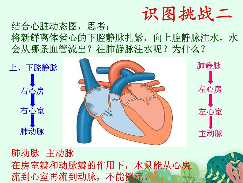 2021-2022学年初中生物鲁科版（五四制） 七年级上册 4.4.3 物质运输的途径 课件第6页