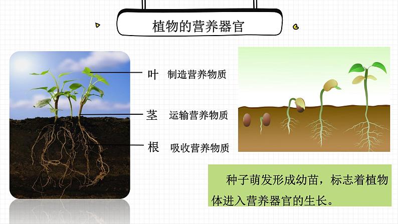 营养器官的生长课件PPT02