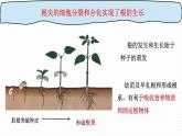 营养器官的生长课件PPT