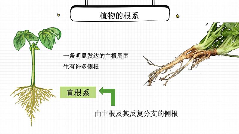 营养器官的生长课件PPT04