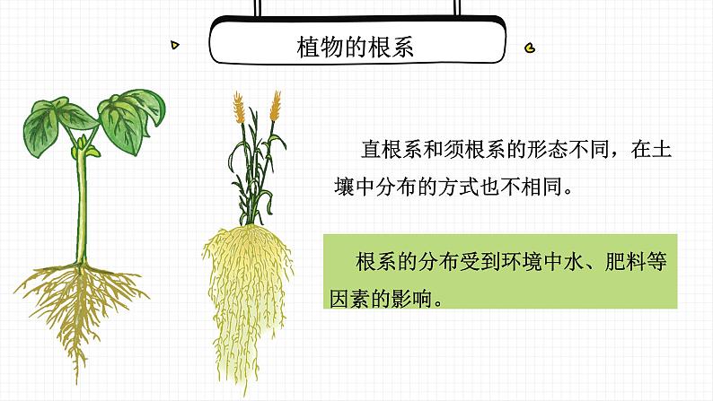 营养器官的生长课件PPT06