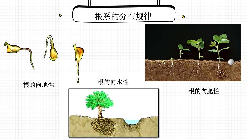 营养器官的生长课件PPT07