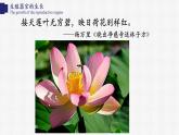 生物200（北师大七上）3.6.3 生殖器官的生长课件PPT