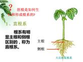 营养器官的生长PPT课件免费下载