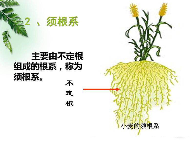 第三课时--营养器官的生长课件PPT第6页