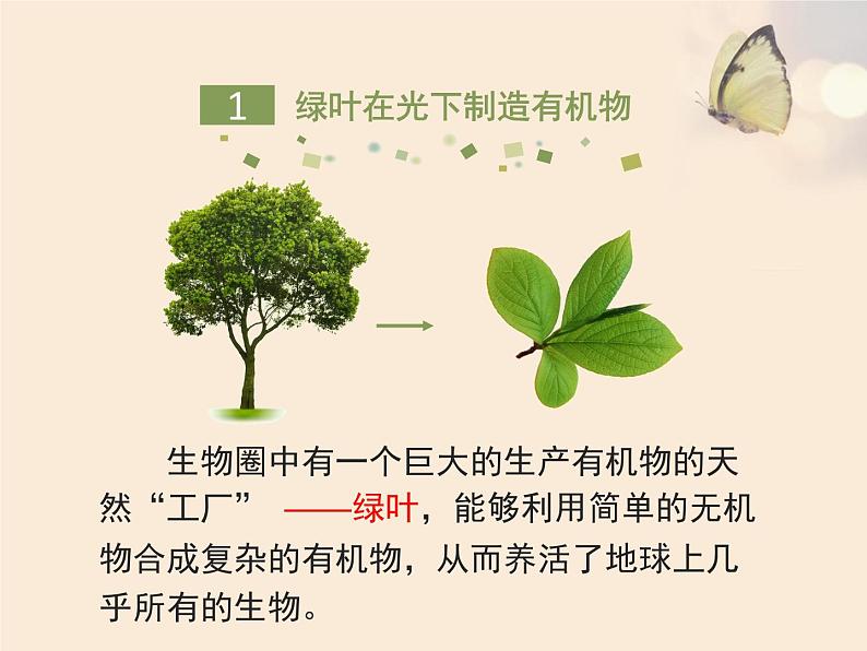 人教版七年级生物上册3.4绿色植物是生物圈中有机物的制造者课件（共22张ppt）第5页