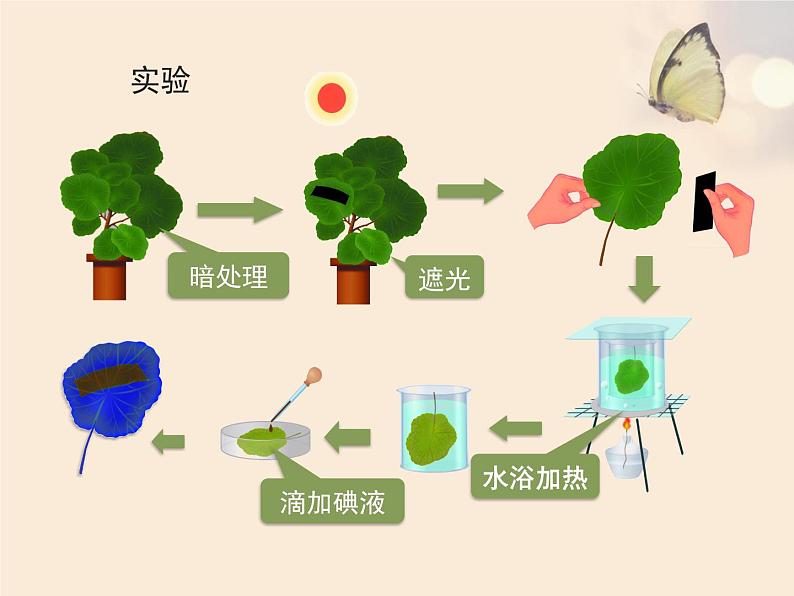 人教版七年级生物上册3.4绿色植物是生物圈中有机物的制造者课件（共22张ppt）第6页