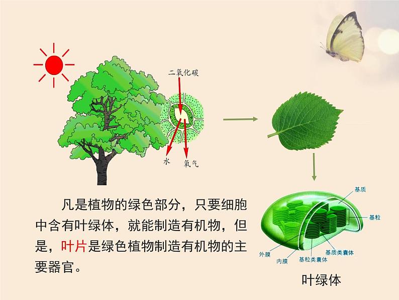 人教版七年级生物上册3.4绿色植物是生物圈中有机物的制造者课件（共22张ppt）第8页