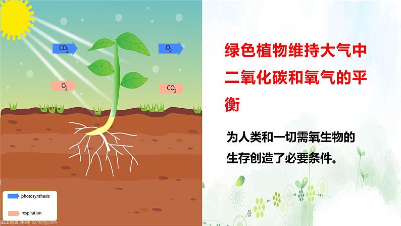 绿色植物在生物圈中的作用课件PPT07