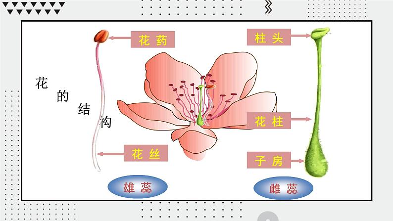 生殖器官的生长课件PPT第5页